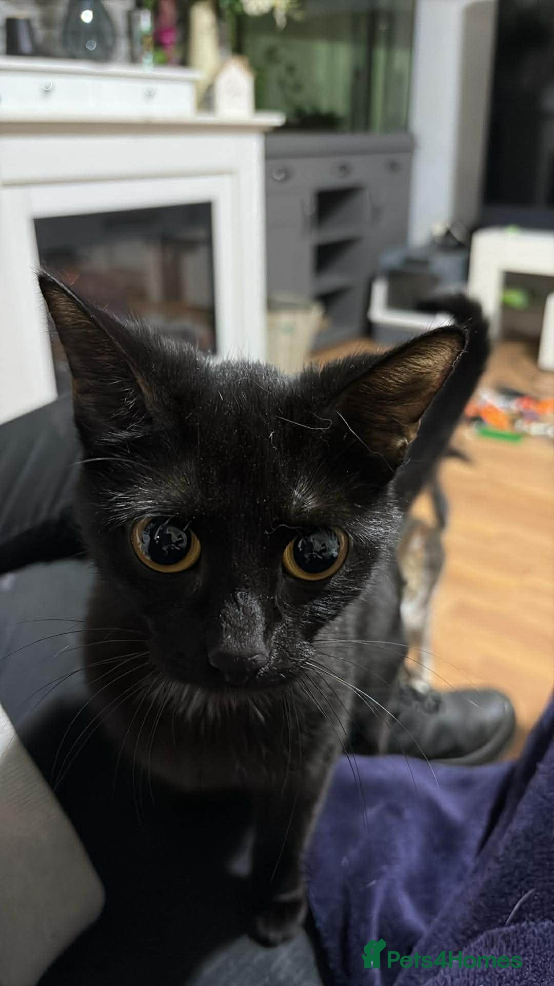 Coco 
