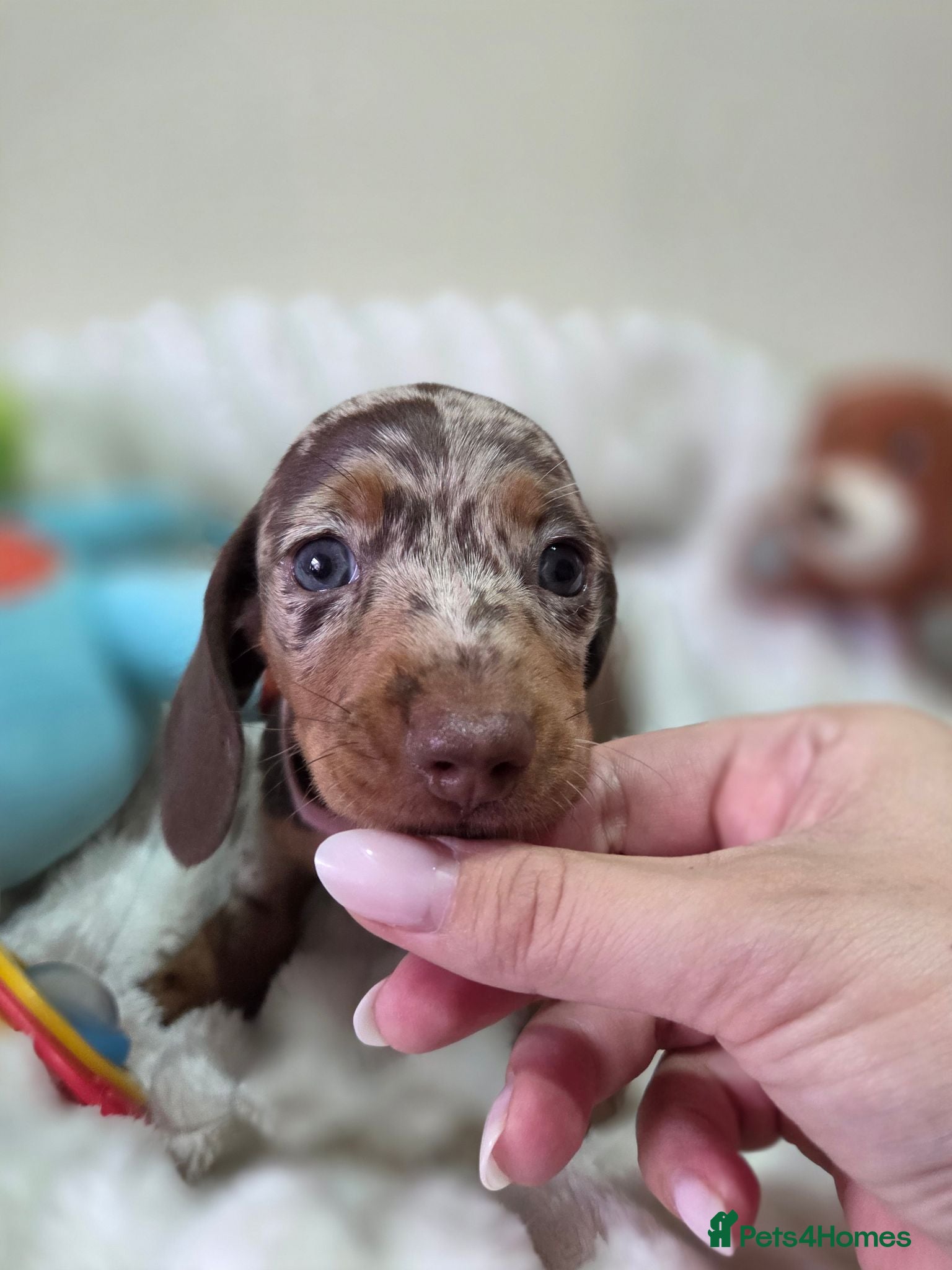 Miniature Dachshund dogs Kc Miniature Dachshund ❤️ - Advert 1