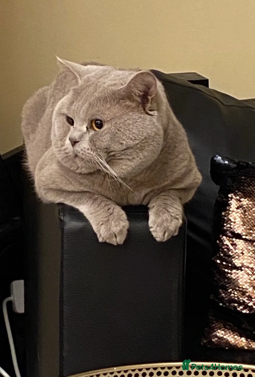 British Shorthair cats for stud: Stud service only  - Advert 5