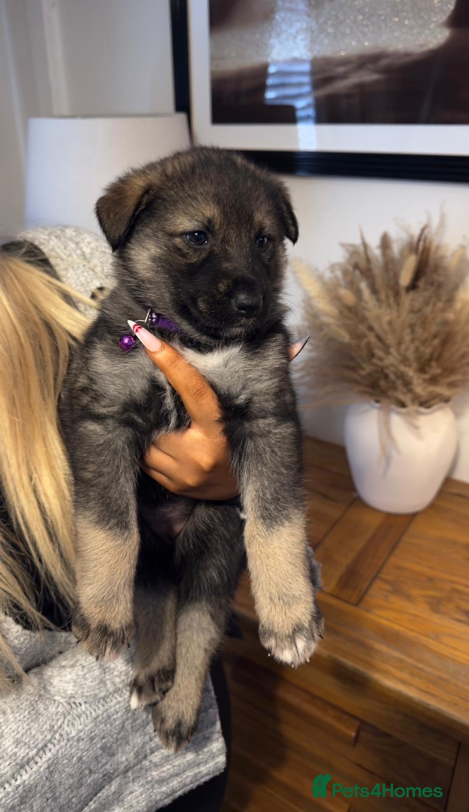 Shepsky dogs Shepsky puppies  - Advert 2