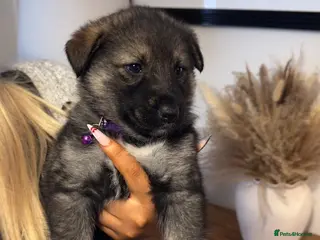 Shepsky dogs Shepsky puppies - Advert 2