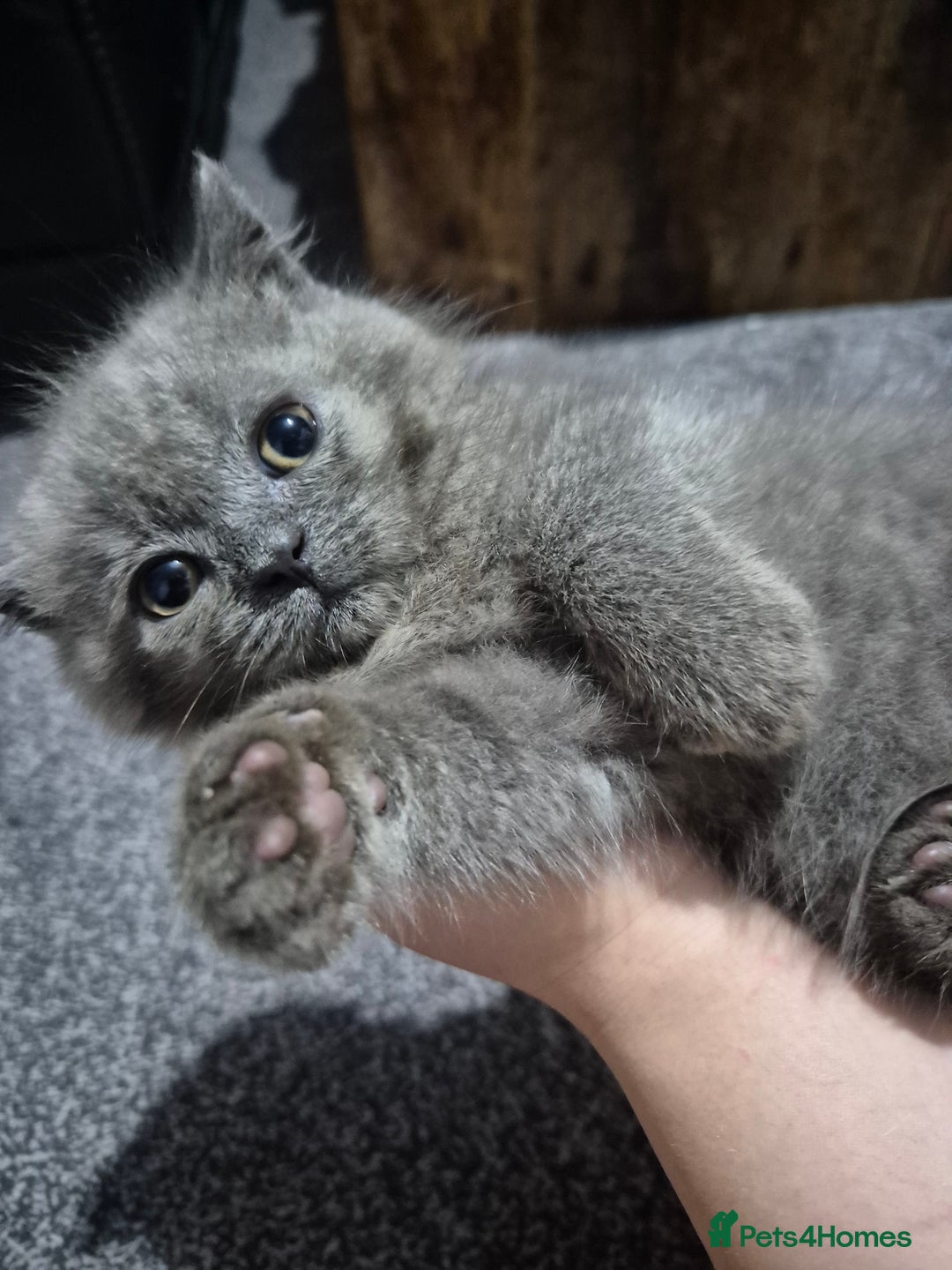 British Shorthair cats for sale: British shorthair kittens - Image 19