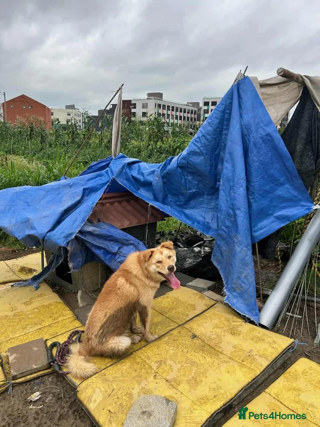 Korean Jindo dogs for adoption: Pumpkin 2 year  Jindo Korean  meat trade Survivor - Advert 6