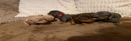 Miniature Dachshund dogs for sale: Miniature dachshund puppies forsale - Advert 6