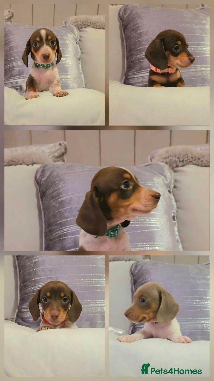 Miniature Dachshund dogs five adorable miniature Dachshund puppies for sale - Advert 5