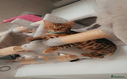 Bengal cats for sale: Pure bengal boy  - Image 6