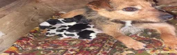 Jack Russell dogs for sale: Jack Russell Puppies for sale - Advert 12
