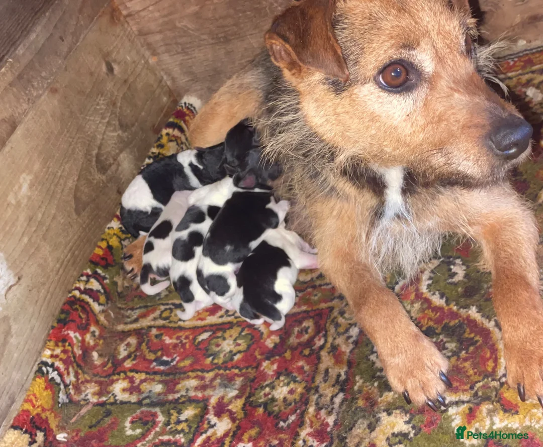 Jack Russell dogs for sale: Jack Russell Puppies for sale - Advert 12