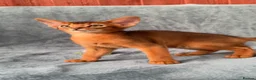 Abyssinian cats for sale: Beautiful Fawn Abyssinian Girl 🤍❤️ GCCF  - Advert 17