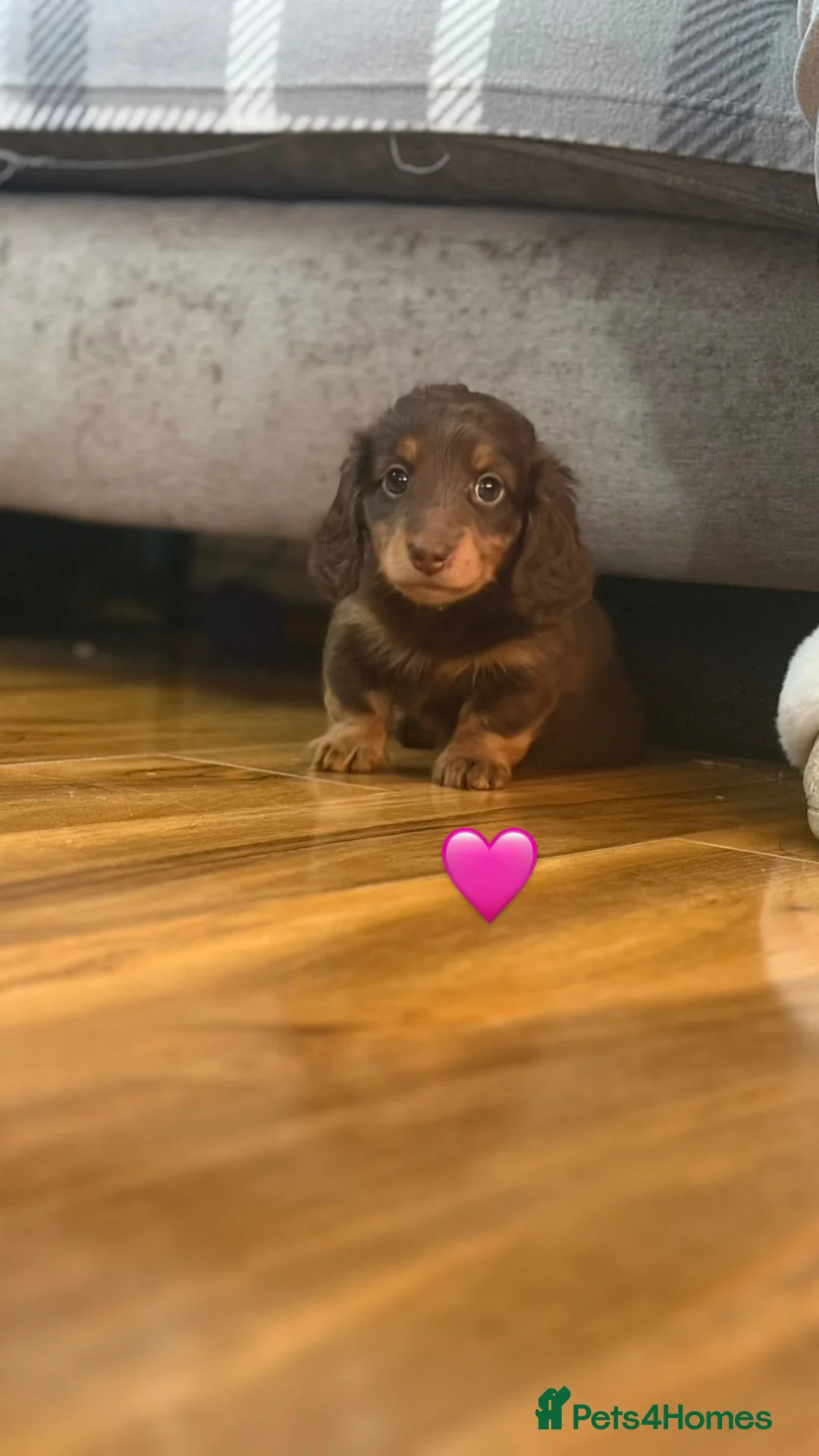 Miniature Dachshund dogs for sale: Longhaired stunning miniature Daschunds - Advert 16