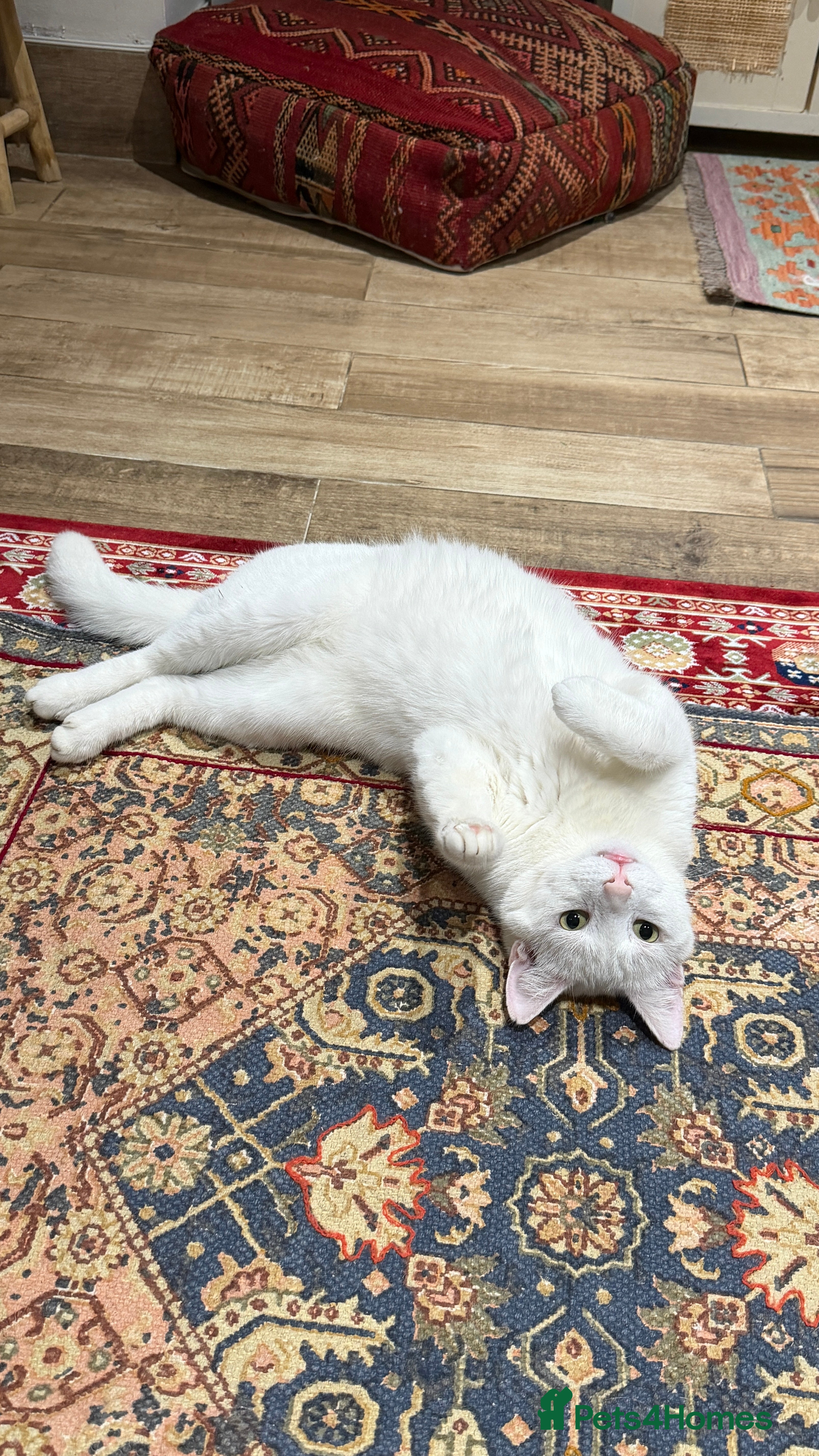 Turkish Angora cats Casper- sweet Turkish Angora need rehoming  - Advert 3
