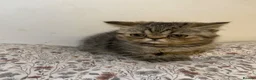 Exotic cats for sale: Exotic Persians - Advert 14