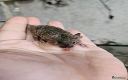 Mouse rodents for sale: Fancy mice females - Image 4