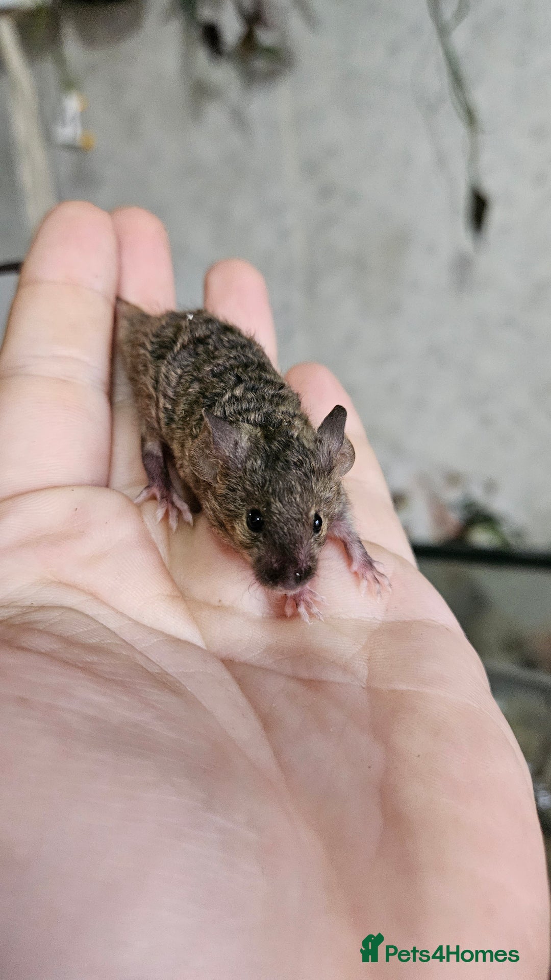 Mouse rodents for sale: Fancy mice females - Image 4