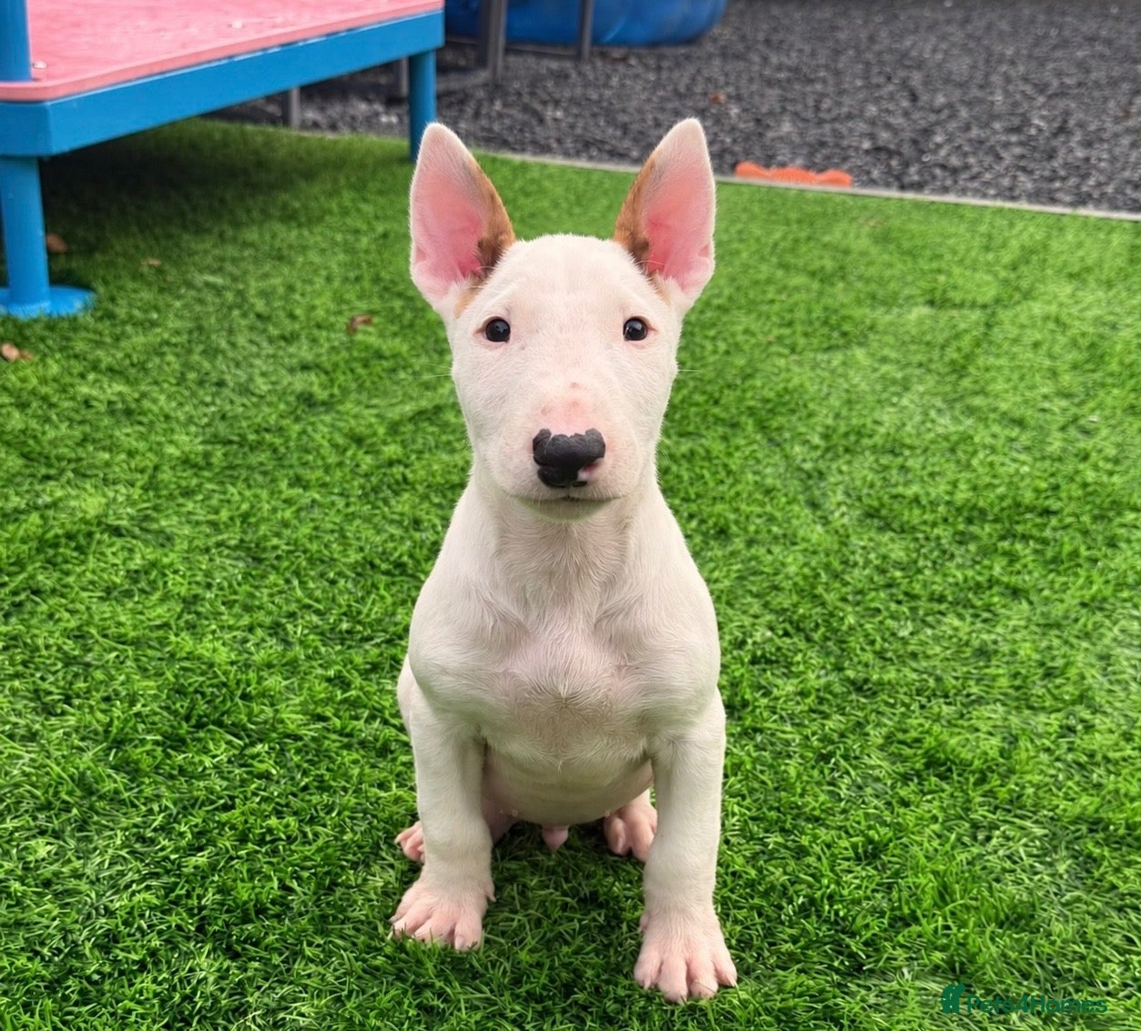 English Bull Terrier dogs Stunning English bull terrier puppies for sale  - Advert 1