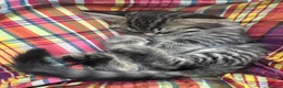 Mixed Breed cats for sale: Stunning bundle of Tiffanie cross kittens in Norwich - Advert 8