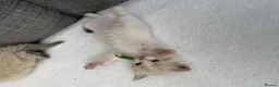 Ragdoll cats for sale: Blue lynx and blue bi colour beauties  - Advert 3
