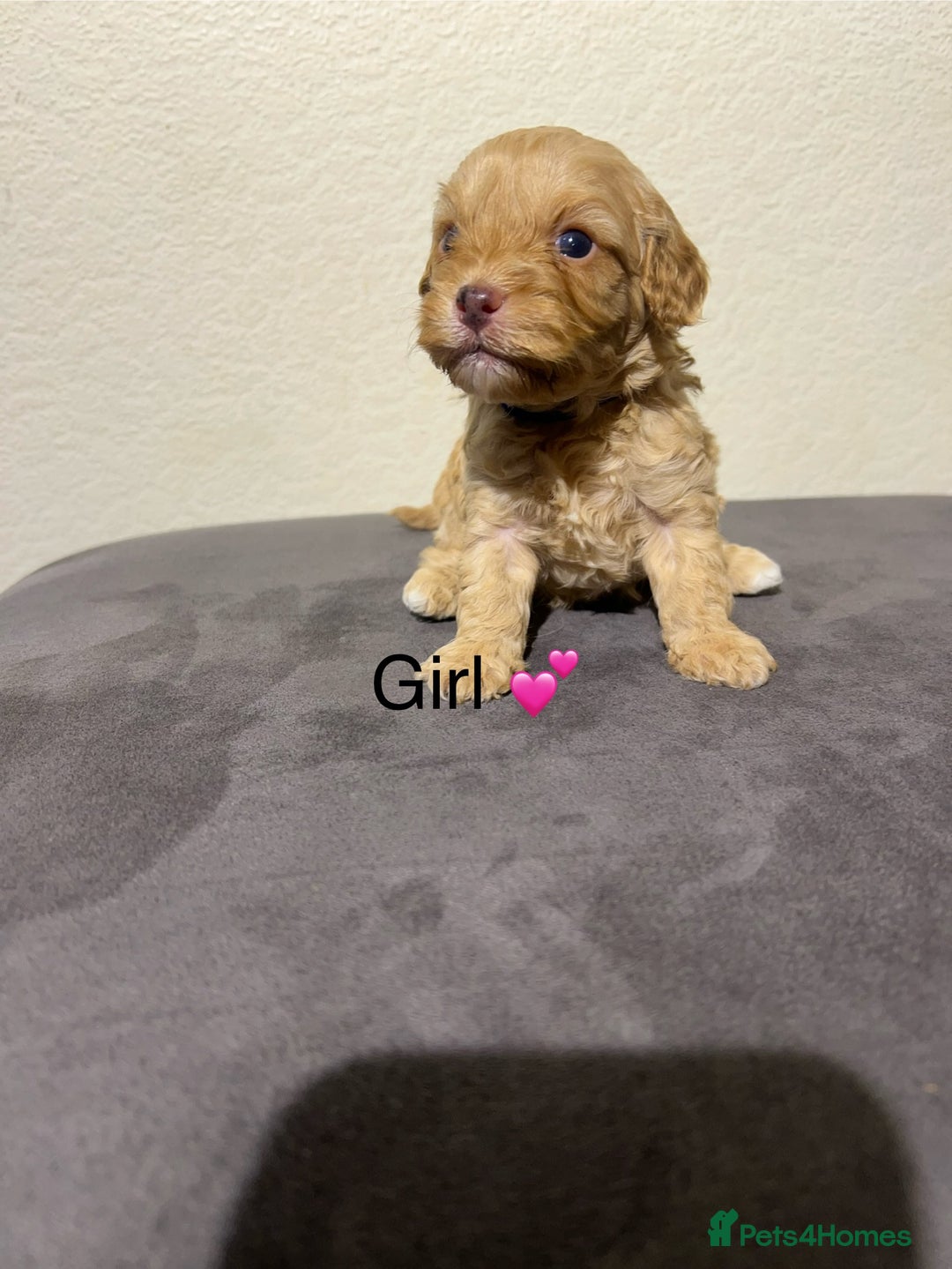 Cavapoo dogs for sale: Health tested cavapoos ready 8th december - Image 1