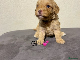 Cavapoo dogs Health tested cavapoos 2 remaining ❤️❤️ - Advert 9