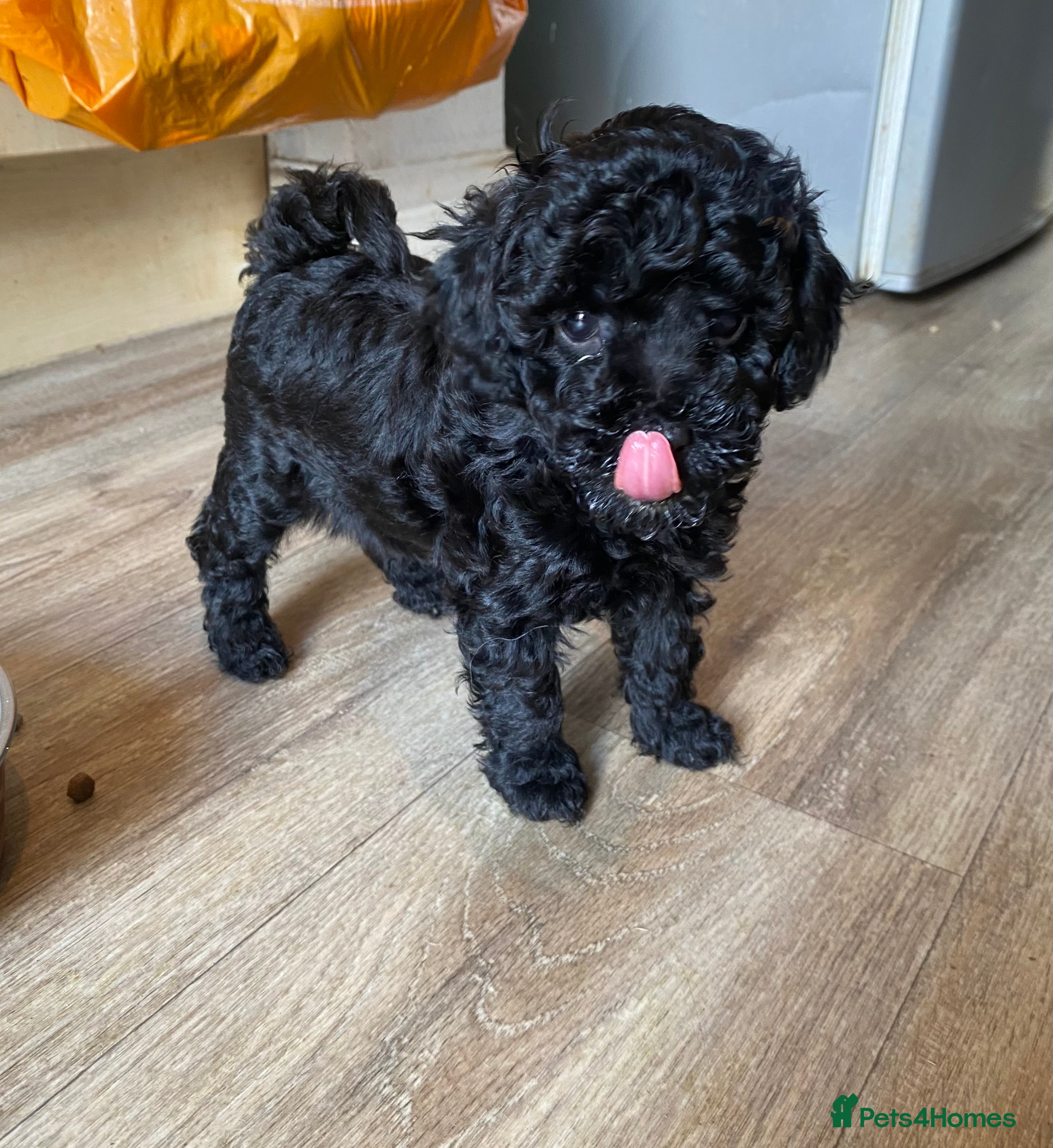 Toy Poodle dogs Black Toy Poodles  Ready Now  - Advert 2