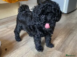 Toy Poodle dogs Black Toy Poodles Ready Now - Advert 2