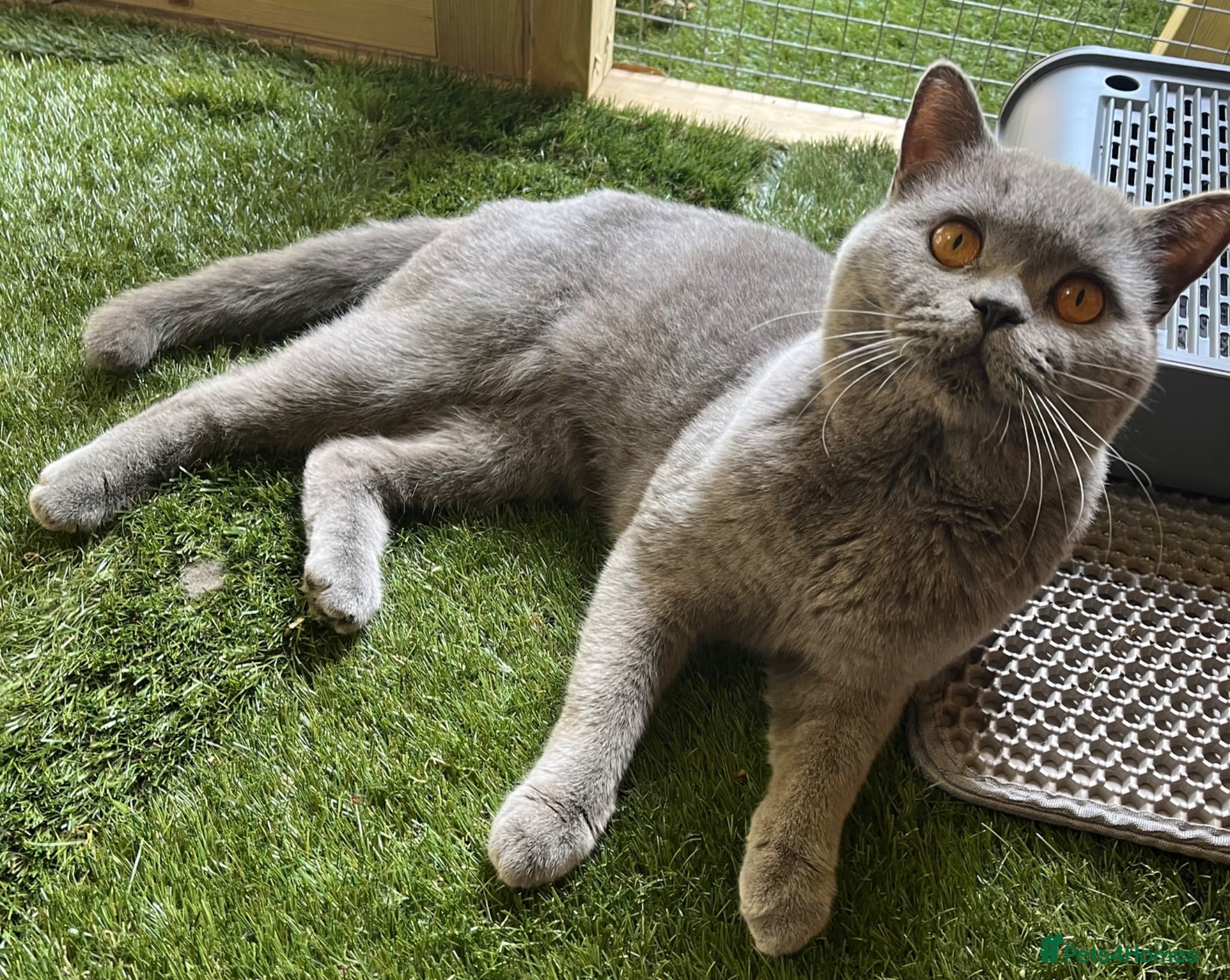 British Shorthair cats for stud: Champion British Blue Import for Stud  - Advert 1