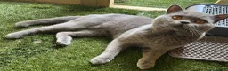 British Shorthair cats for stud: Champion British Blue Import for Stud  in Bournemouth - Advert 1
