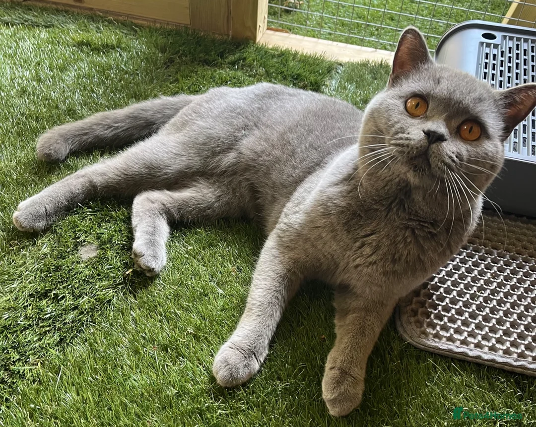British Shorthair cats for stud: Champion British Blue Import for Stud  in Bournemouth - Advert 1