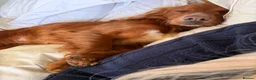 Cocker Spaniel dogs for sale: 3 Year old Cocker Spaniel Bitch  - Advert 5