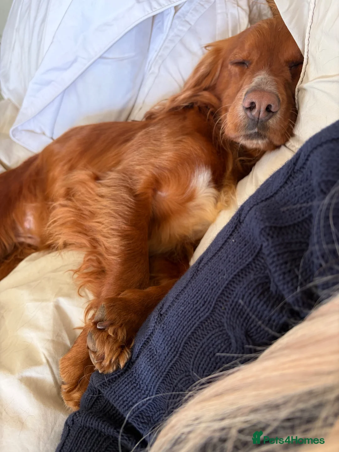 Cocker Spaniel dogs for sale: 3 Year old Cocker Spaniel Bitch  - Advert 6