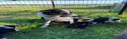 Border Collie dogs for sale: Border collie puppies  in Pickering - Advert 4