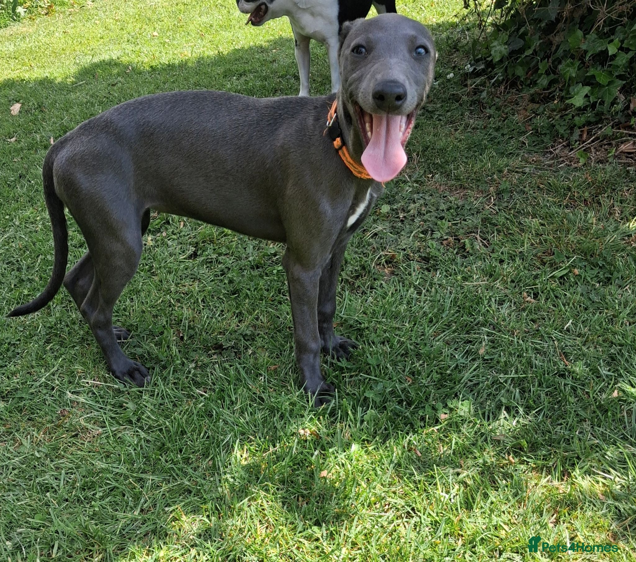 Whippet dogs Pure blue whippet puppies  - Advert 2