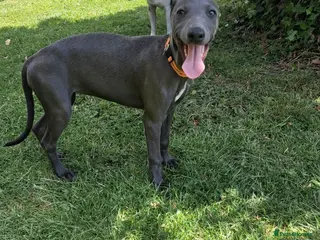 Whippet dogs Pure blue whippet puppies - Advert 2
