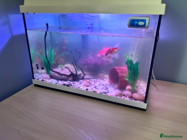 Goldfish fish - Advert 1