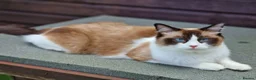 Ragdoll cats for sale: Amazingly Forward Chunky Confident Ragdoll Babies  in Bexhill-on-Sea - Advert 5