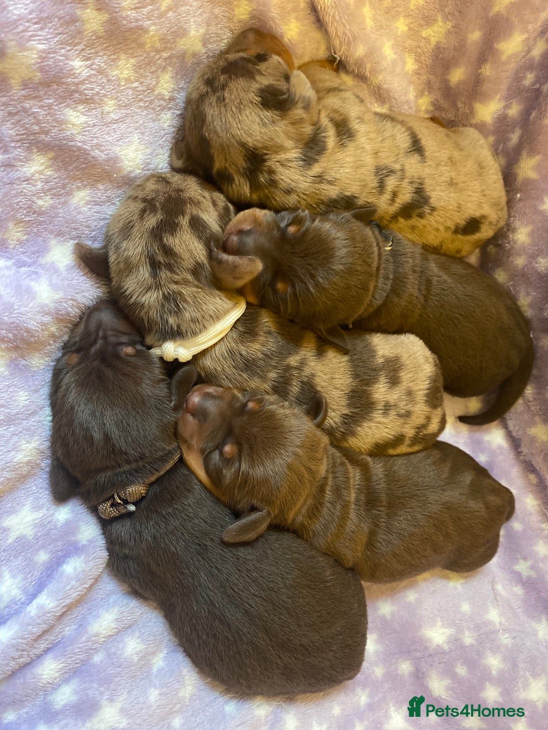 Miniature Dachshund dogs for sale: Sweetest Miniature Dachshund Pups - Image 2