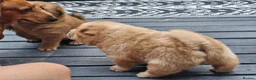 Chow Chow dogs for sale: Show stopping DWKC black male and female chow pup - Advert 9