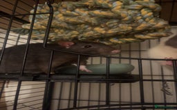 Rat rodents for sale: Male Rats - Image 3