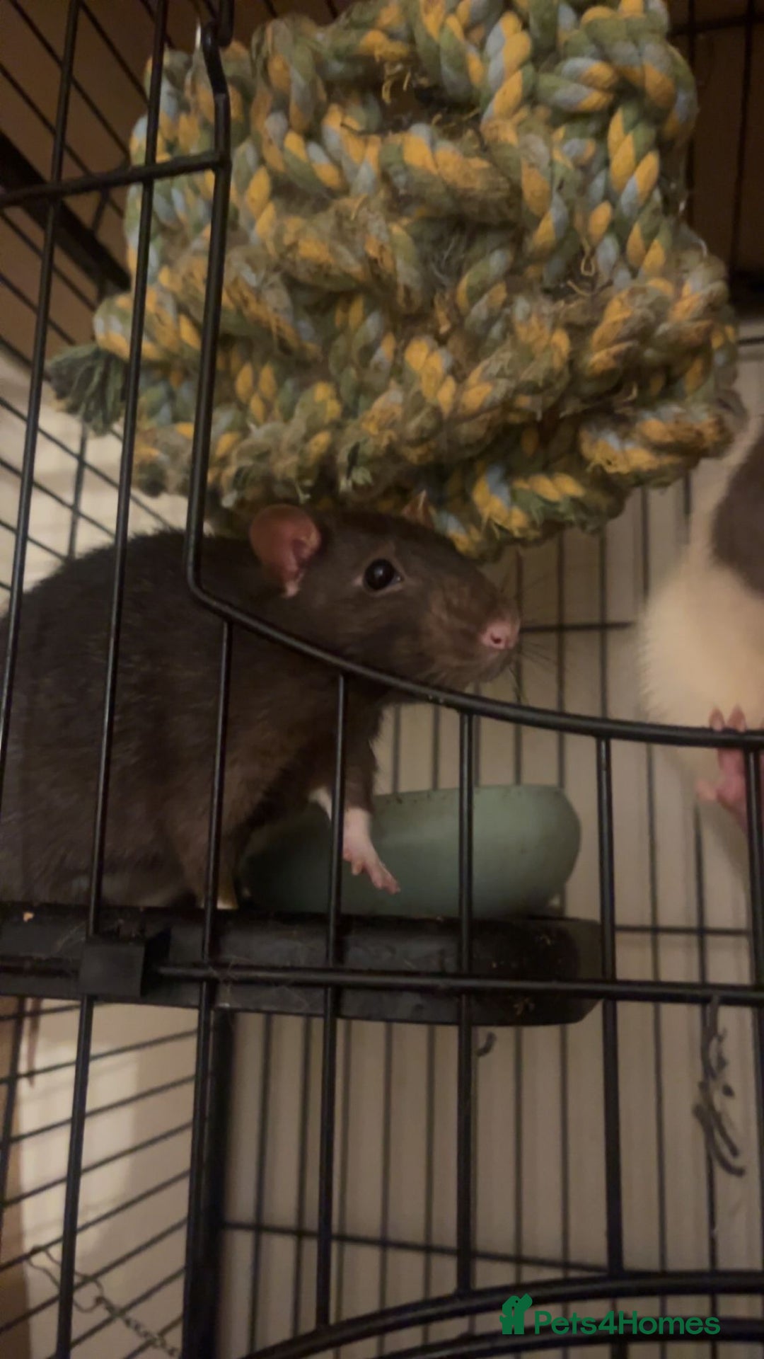 Rat rodents for sale: Male Rats - Image 3