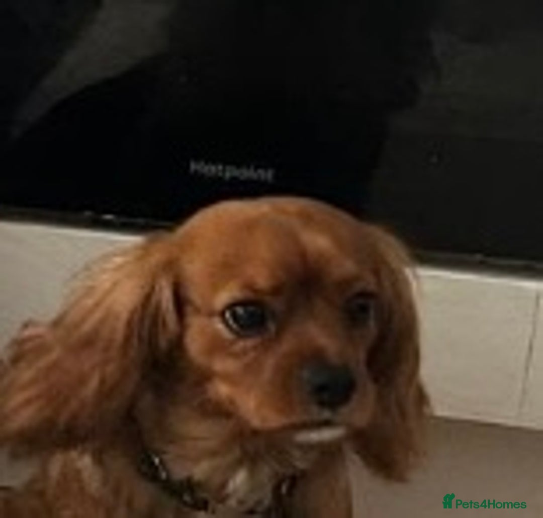 Shih Tzu dogs for sale: 2 female Shih tzu - Image 4
