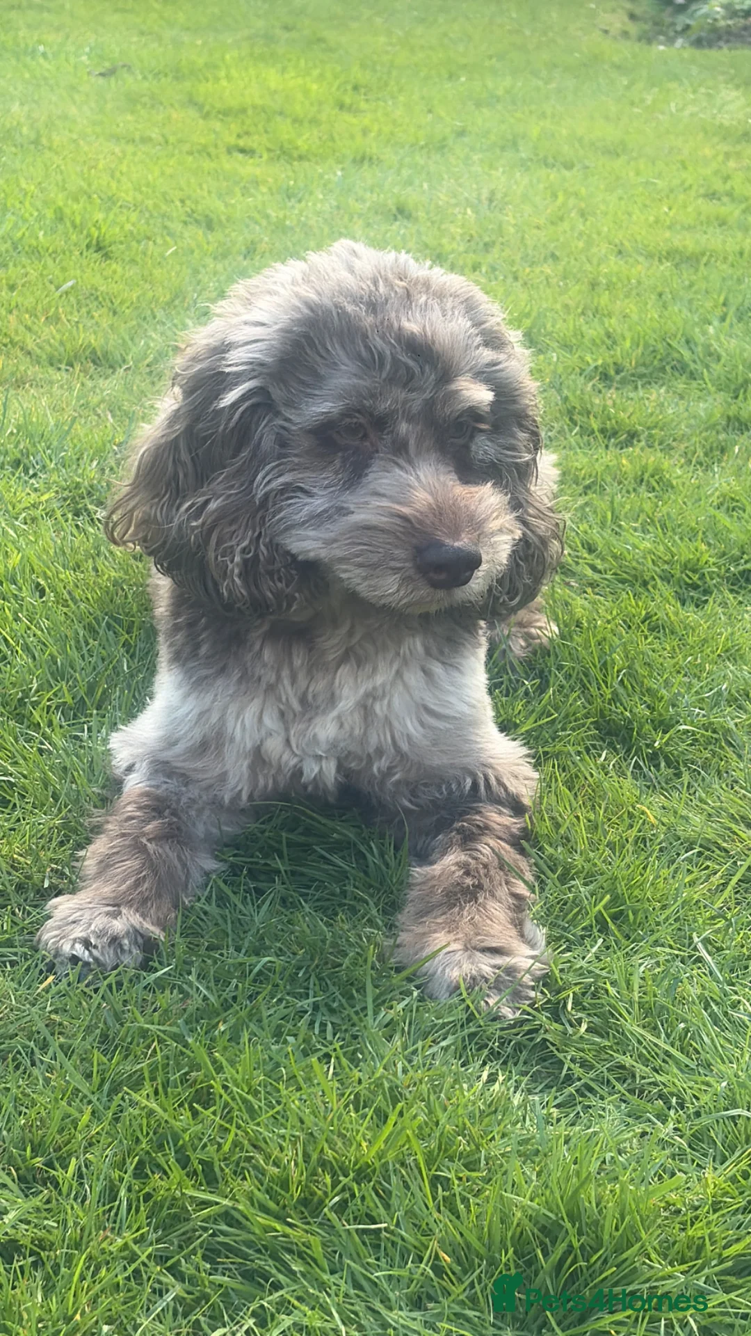 Cockapoo dogs for stud: Chocolate merle cockapoo DNA tested for stud - Advert 2