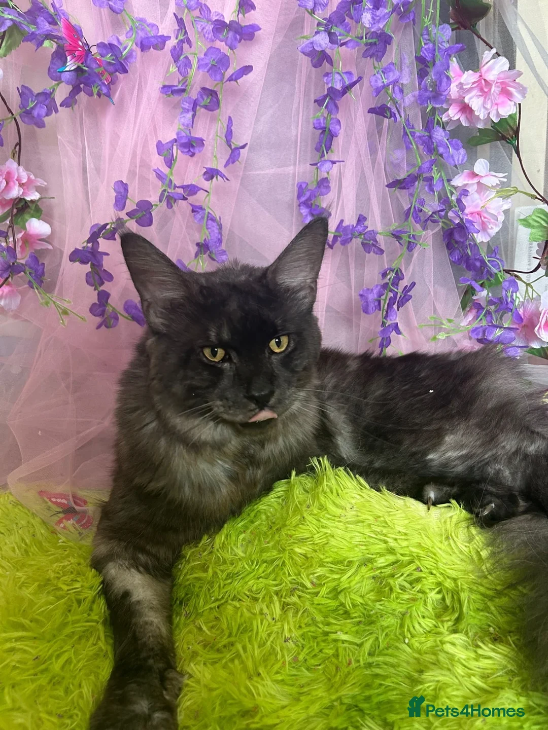 Maine Coon cats for sale: Tica registered Adorable Mainecoon Kittens - Advert 2