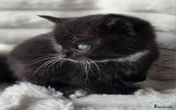 British Shorthair cats for sale: Gorgeous British Short-hair cross Kittens  - Image 33