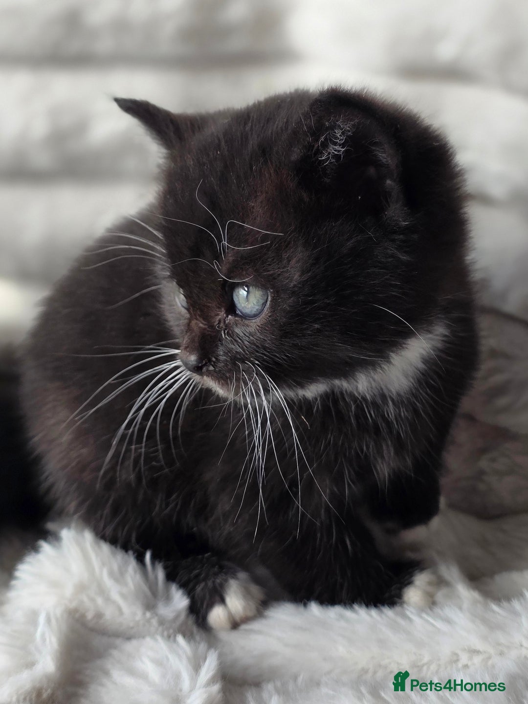 British Shorthair cats for sale: Gorgeous British Short-hair cross Kittens  - Image 33