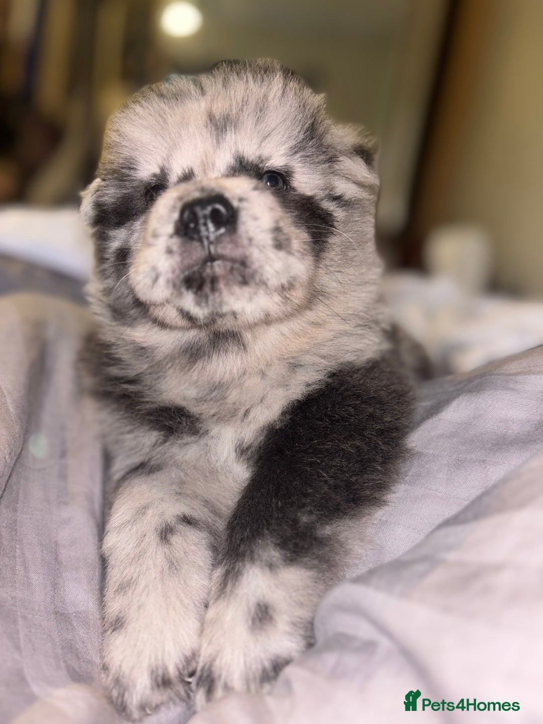 Chow Chow dogs for sale: Merle Chow Chow Pups 🐻 - Image 25