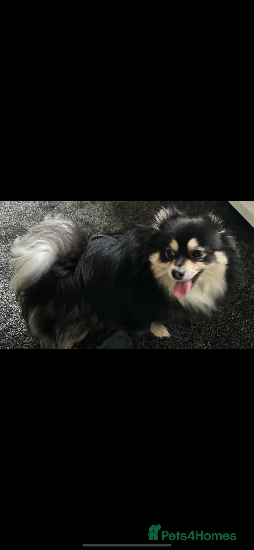 Pomchi dogs for sale: Male pomchi - Image 3
