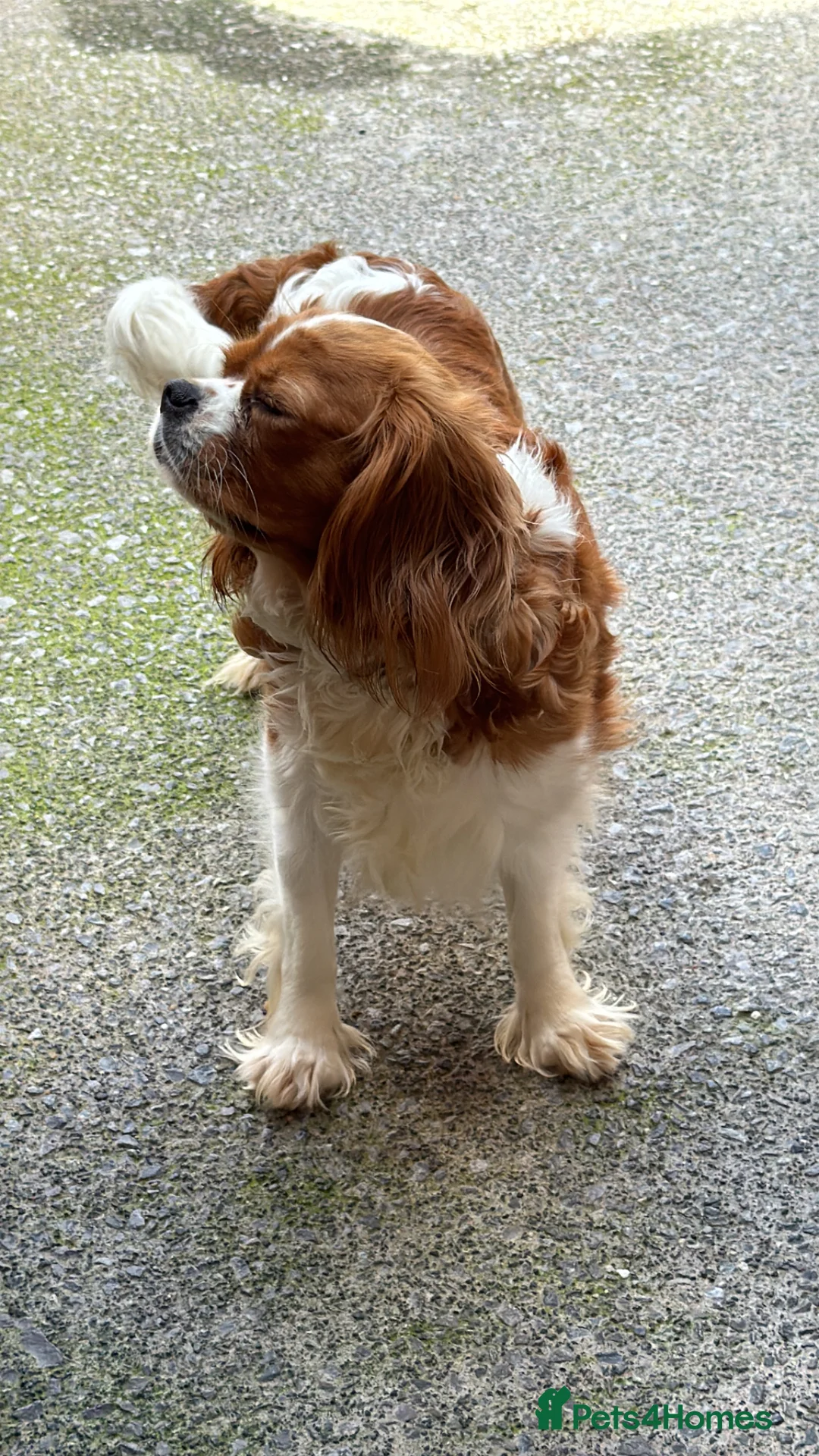 Cavalier King Charles Spaniel dogs for sale: Cavalier King Charles  - Advert 1
