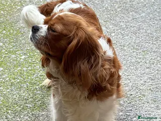 Cavalier King Charles Spaniel dogs Cavalier King Charles - Advert 17