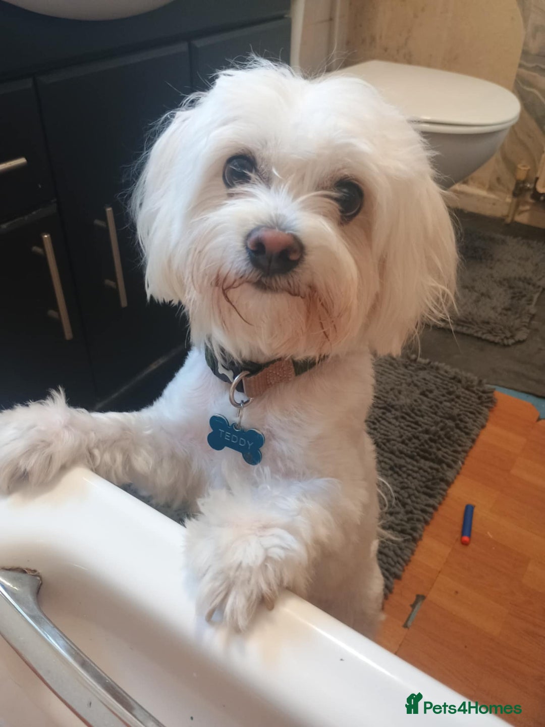 Maltese dogs for sale: Beautiful Maltese Boy Teddy - Image 3