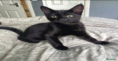 Mixed Breed cats - Advert 9